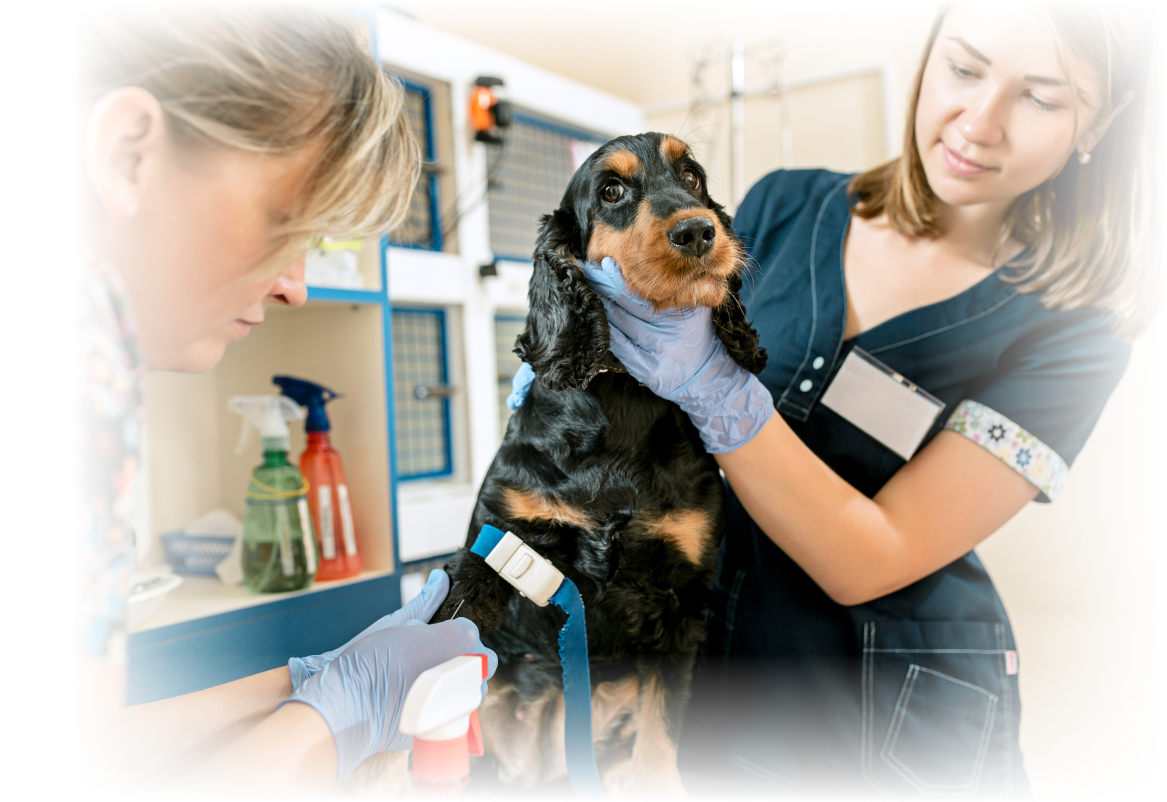 veterinarian-checking-dog-medium-shot-2.png