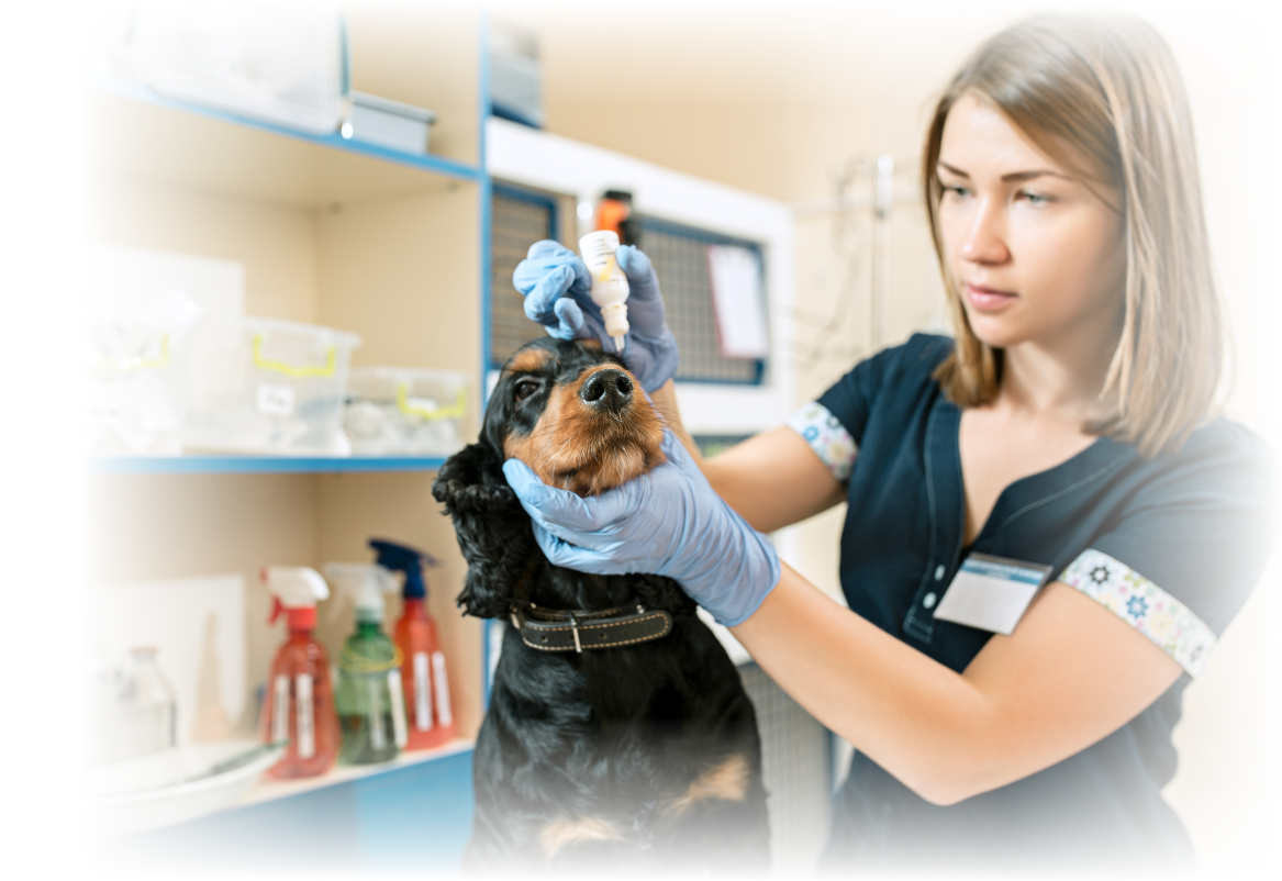 veterinarian-checking-dog-medium-shot-4.png