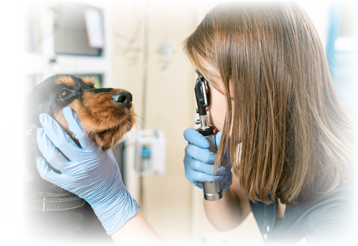 veterinarian-checking-dog-medium-shot-5.png